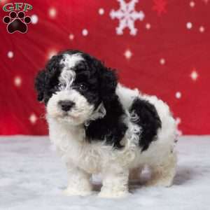 Kibbles, Miniature Poodle Puppy